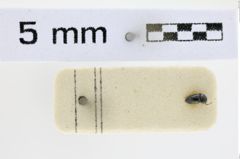 Foto (Dorsalansicht) von Monadicus gagates (NHMW-ZOO-COL-0008538)